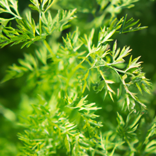 Морковные листья с авокадо и ореховым ароматом